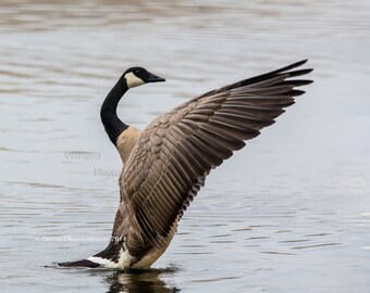 Bird Photography -Wild Goose Photo -Canada Goose Print -Wings-Home Decor-Office Decor-Canadian Goose