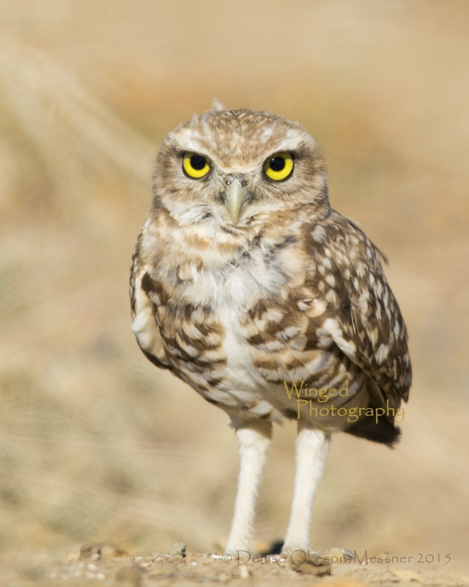 Baby Burrowing Owl print- Home Decor-Bird Photography-Owl Photography-Cute-Owl print