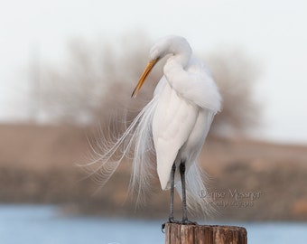 Coastal bird photography wall art, Great White Egret, 8x10 bird prints, beach home decor, california birds, serene decor