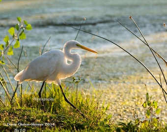 Bird Photography-Great White Egret Bird Art-white shorebird wall art-Serene-Gold Green Home Decor