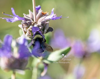 Bumble bee photography, bee photo, salvia clevelandii, pozo blue, California nature wall art print, cute bee kitchen decor
