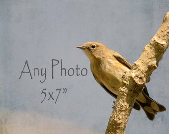 5x7 Art Print Your Chioce Bird Print Nature Print 5 by 7 Fine Art Photography Gifts under 20