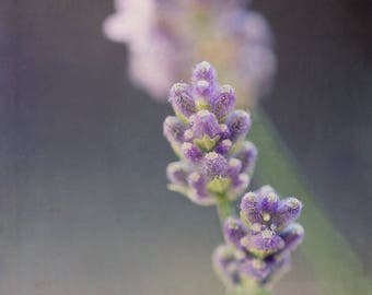Dwarf English Lavender photography-botanical print-large vertical wall art-lavender-romantic rustic bedroom art-12X8 print