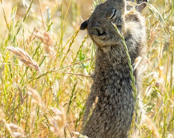 Wildlife photography print, California Ground Squirrel art, woodland art photography, baby squirrel, nursery wall decor, vertical art