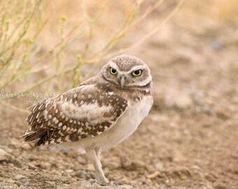California Burrowing Owl Print, Owl Photography, Owl Décor, Owl Lover Gift, Fine Art Photography, California Photography, Owlet Photo