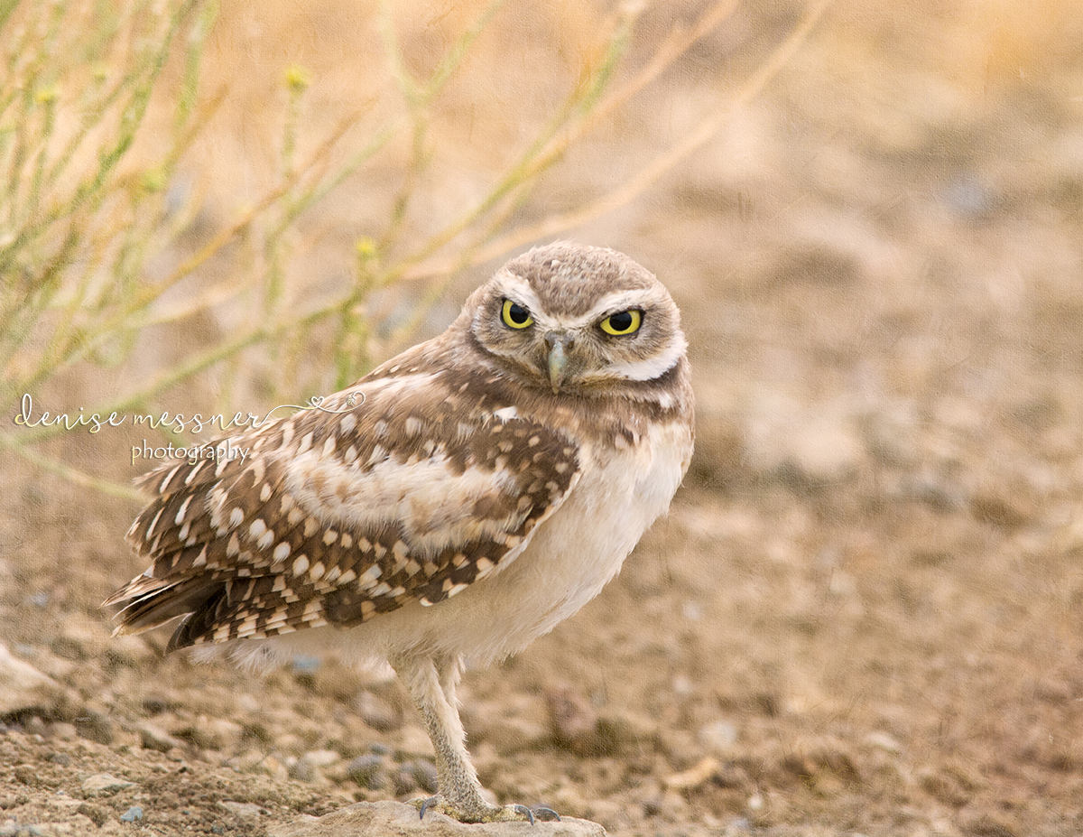 California Burrowing Owl Print, Owl Photography, Owl Décor, Owl Lover Gift, Fine Art Photogra