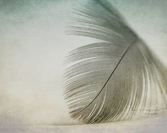 Feather still life photography, Neutral and teal Feather wall decor, Rustic bedroom wall decor, 16x24 photo print