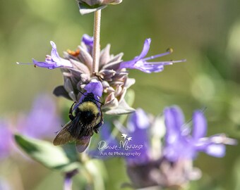 Bumble bee photography, bee photo, salvia clevelandii, pozo blue, California nature wall art print, cute bee kitchen décor
