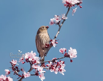 Female California House finch photo, plum blossom, bird photography print, spring wall art decor, pink and blue wall art, nursery wall art