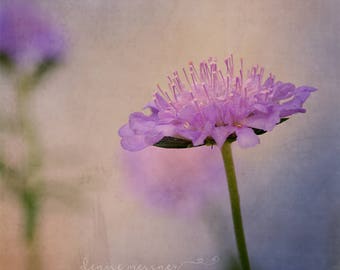 Butterfly Blue Scabiosa-Pincushion flower-floral photography lavender-blue-home décor-large square wall art botanical print-nursery decor