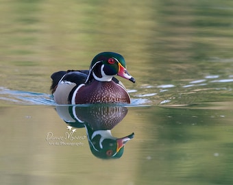 Wood duck male, art photography, duck wall décor, photographic print wood duck print, colorful wall art California water bird