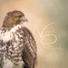 WingedPhotography