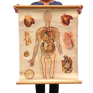 Antique Human Anatomy Poster: Vintage School Pull Down Chart