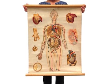 Póster antiguo de anatomía humana: Lámina desplegable escolar vintage