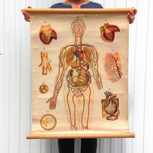 Poster antico di anatomia umana - Grafico a discesa della scuola anatomica - Poster scolastico - Arte della parete per la camera dei bambini - Decorazione del soggiorno
