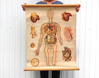 Antique Human Anatomy Poster - Anatomical School Pull Down Chart - School Poster - Kids Room Wall Art - Living Room Decor