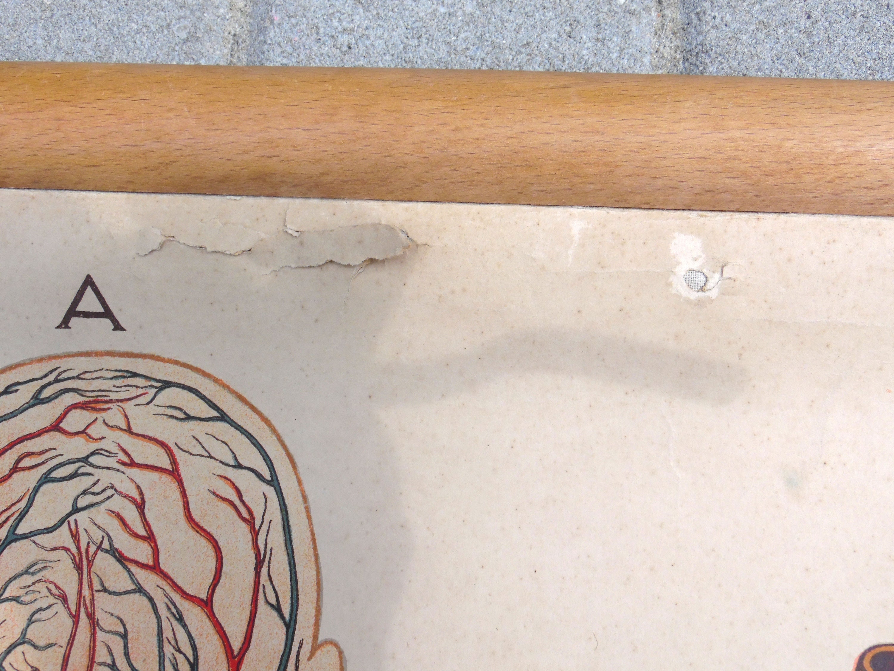 Antique Human Anatomy Poster: Vintage School Pull Down Chart - Etsy