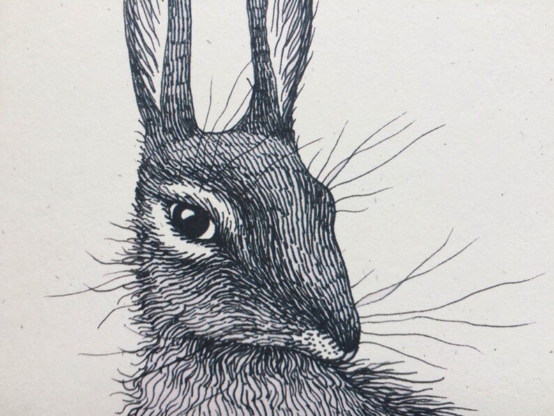 Pu&ograve; includere: Un disegno in bianco e nero del viso di un coniglio. Il coniglio ha lunghi baffi e le sue orecchie sono puntate verso l'alto.