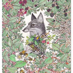 Botanical illustration herbal medicine fox