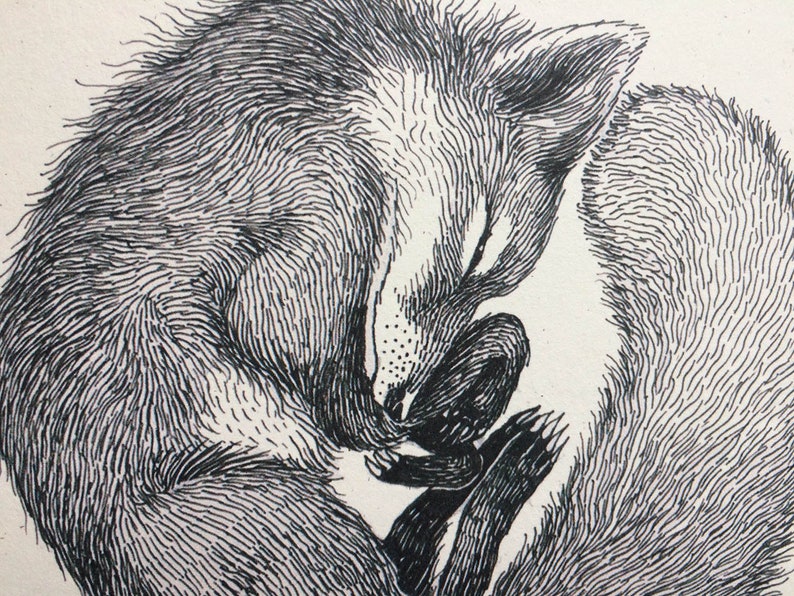 Pu&ograve; includere: Un disegno in bianco e nero di una volpe rannicchiata nel sonno. La pelliccia della volpe &egrave; dettagliata con linee sottili, creando una texture realistica.