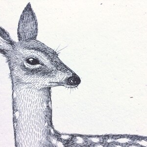 Pu&ograve; includere: Un disegno in bianco e nero della testa e del collo di un cervo. Il cervo guarda a destra dell'immagine. Il cervo ha un motivo a macchie sul collo.