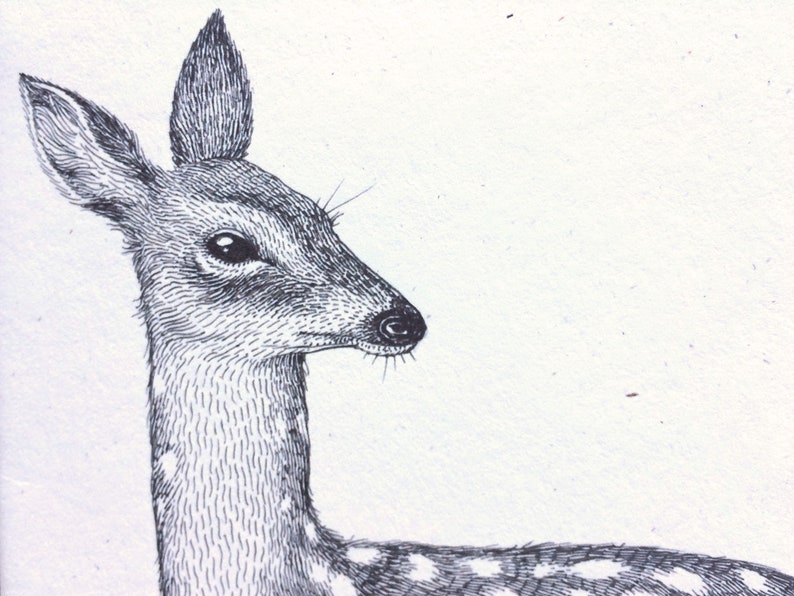 Pu&ograve; includere: Un disegno in bianco e nero della testa e del collo di un cervo. Il cervo guarda a destra dell'immagine. Il cervo ha un motivo a macchie sul collo.