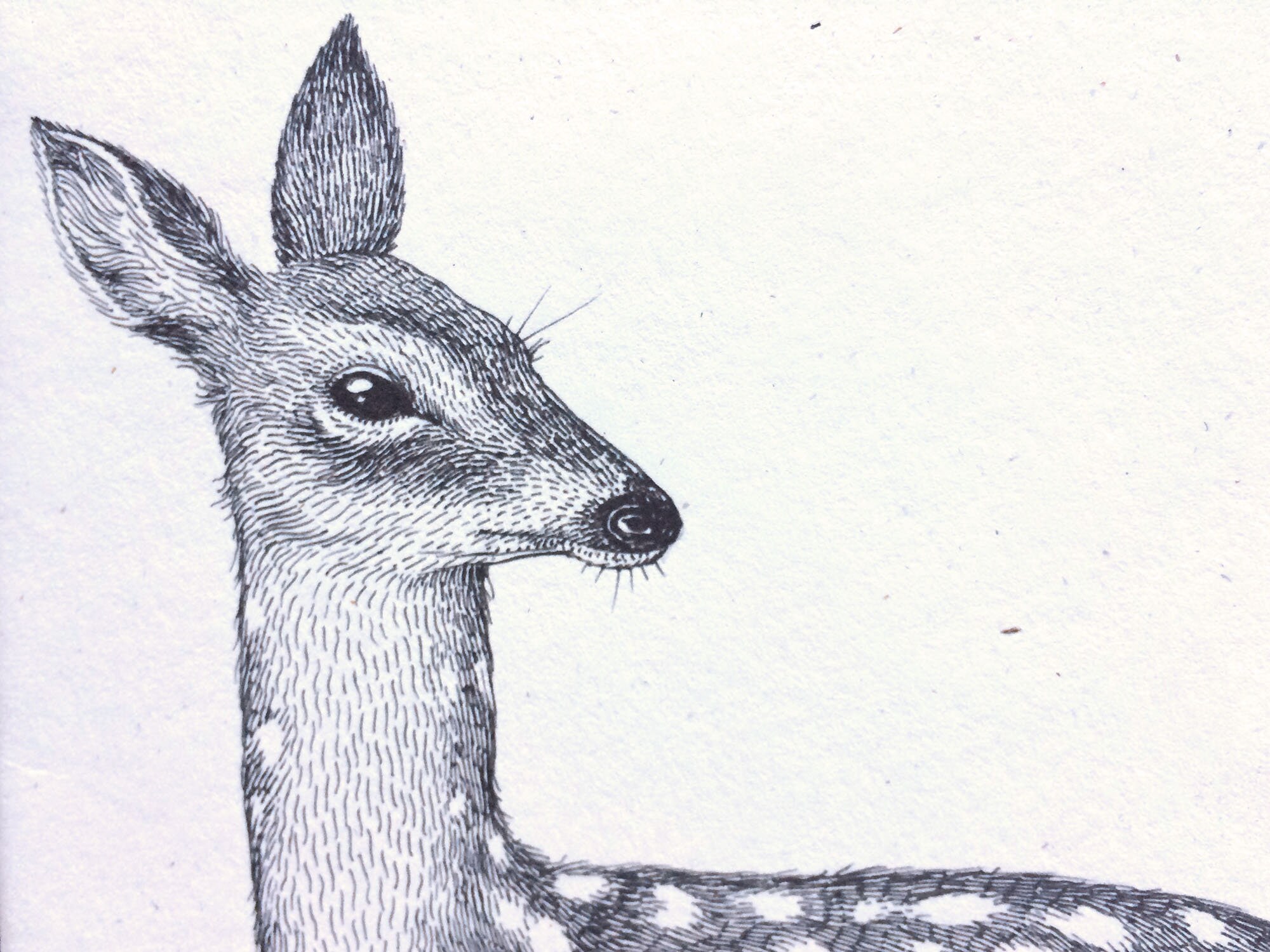 Animal Sketch Book Note Book Stationery - Etsy UK Animal Sketch Book Note Book Stationery - Etsy UK