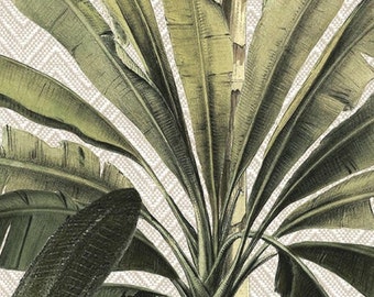 Palmera- Multi Colorway