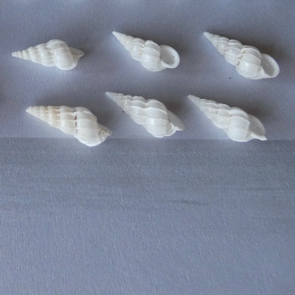 Hawaiian Wentletrap Shells ~ Rare Hawaiian Endemic ~ Set of SIX Quality Wentle Shells