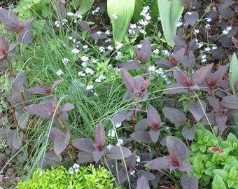 Lysimachia ciliata Firecracker, 5 Live Plants, Perennial, bare root