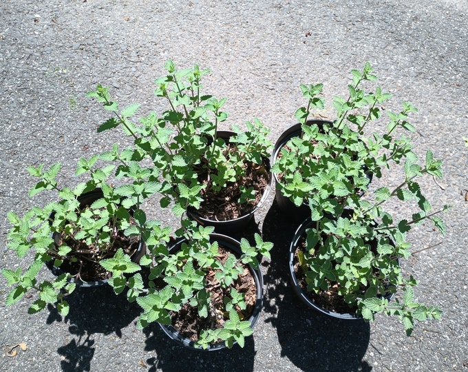 Lot of 5 Nepeta 'walker's Low' Catmint Deer Etsy