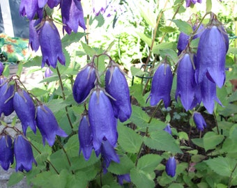 Lot of 3: CAMPANULA punctata Bellflower 'Purple Sensation' Live Plants ~ Starter Plants