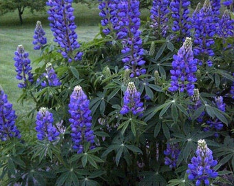 Lupine 1 gallon Blue/Purple live plant