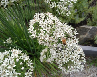 Lot of 35+ Bulbs Garlic Chives Live Plants Double Bulbs