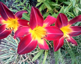 Lot of 2 separate fans: Ruby Spider Daylily Hemerocalis