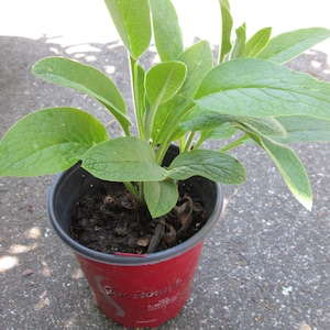 Russian Comfrey Root Organic