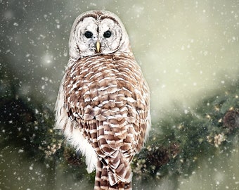 Eule Foto, Wildvögel im Schnee, Eule Fotografie, Wildlife Fine Art, Vergitterte Eule Druck, Vogel Foto, Vögel der Greifling, Tierdruck