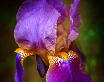 Purple Iris Flower, Bearded Iris, Plant Lover Gift, Floral Wall Art, Iris Flower Print, Royal Purple and Green Wall Art, Iris Wall Decor