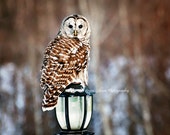Barred Owl Picture, Owl Photography, Owl Photo, Hunting Owl, Barred Owl Print, Owl Note Card, Barred Owl Art, Barn Owl, Nature Photography