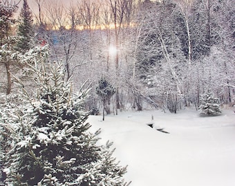 Puede incluir: Una escena de invierno nevada con un bosque de árboles cubiertos de nieve. El sol brilla a través de los árboles, creando un resplandor cálido. Un pequeño árbol de hoja perenne se encuentra en primer plano, también cubierto de nieve.