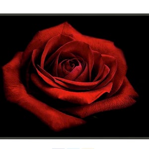 Dark Red Rose Photo, Red Rose Photograph, Rose Fine Art Print, Deep Red Rose Print, Red Garden Rose, Rose Photograph, Macro Flower Print image 3
