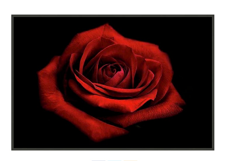 Dark Red Rose Photo, Red Rose Photograph, Rose Fine Art Print, Deep Red Rose Print, Red Garden Rose, Rose Photograph, Macro Flower Print image 3