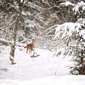 Whitetail Hirsch im Schnee Print, Wildnis Dekor, Wildtier Bilder, Country Wildlife, Hirsch Jäger Dekor, Michigan Wildlife, Cabin Print