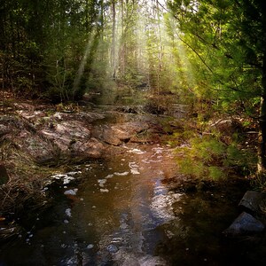 Enchanted Forest Photo, Sun Rays, Fantasy Background Landscape, Forest Photo, Wetlands Photography, Sun Beam Nature Backdrop Wall Art