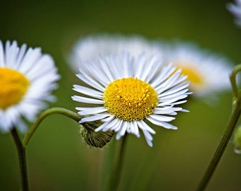 Daisy Flower Print, Wildflower Art Print, Floral Photography, Daisy Photo, Wildflower Home Decor, Wild Daisies Wall Art, Macro Flower Print