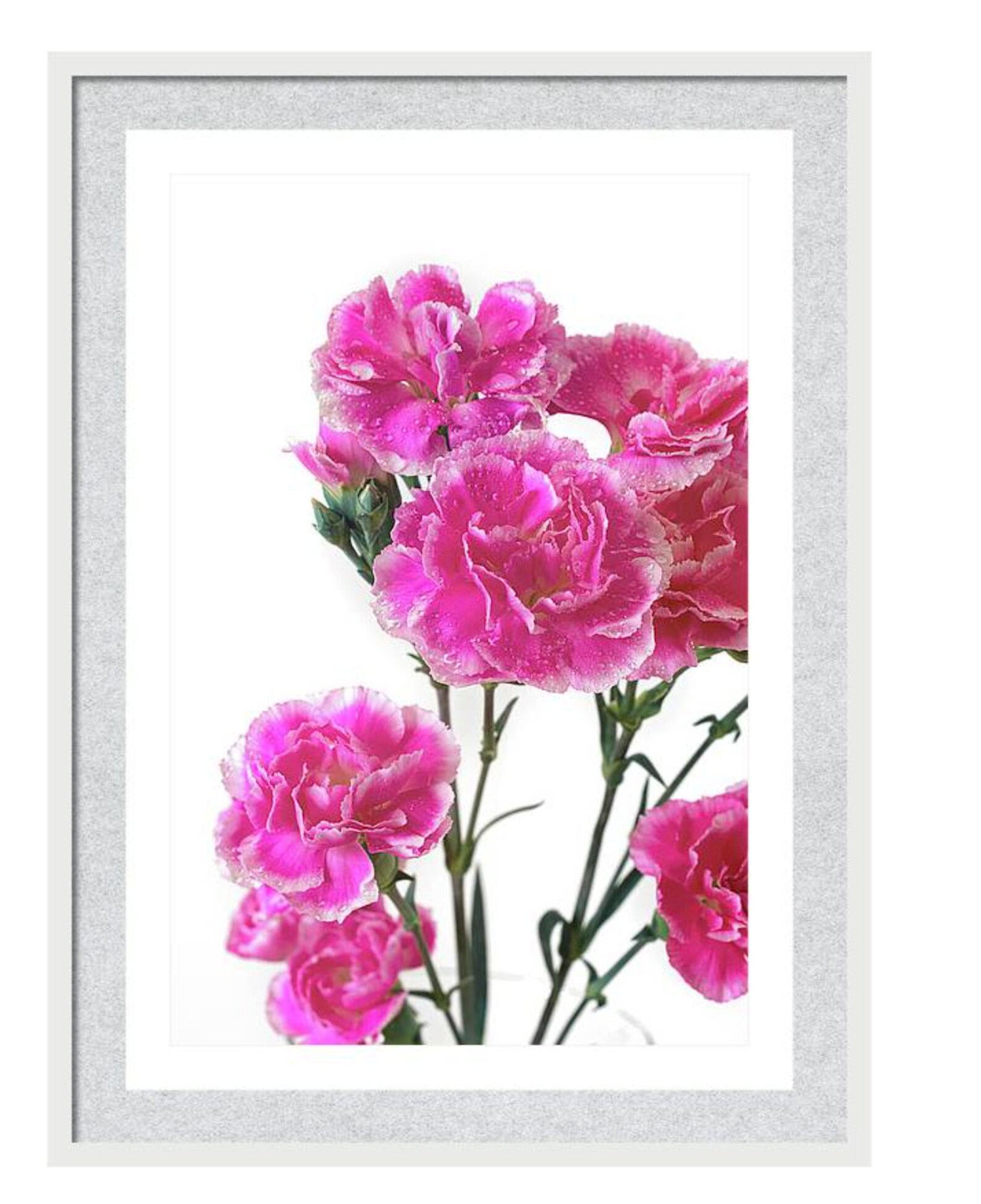 Pink Carnation Floral Wall Art, Pink White Bright Decor, Macro Flower ...