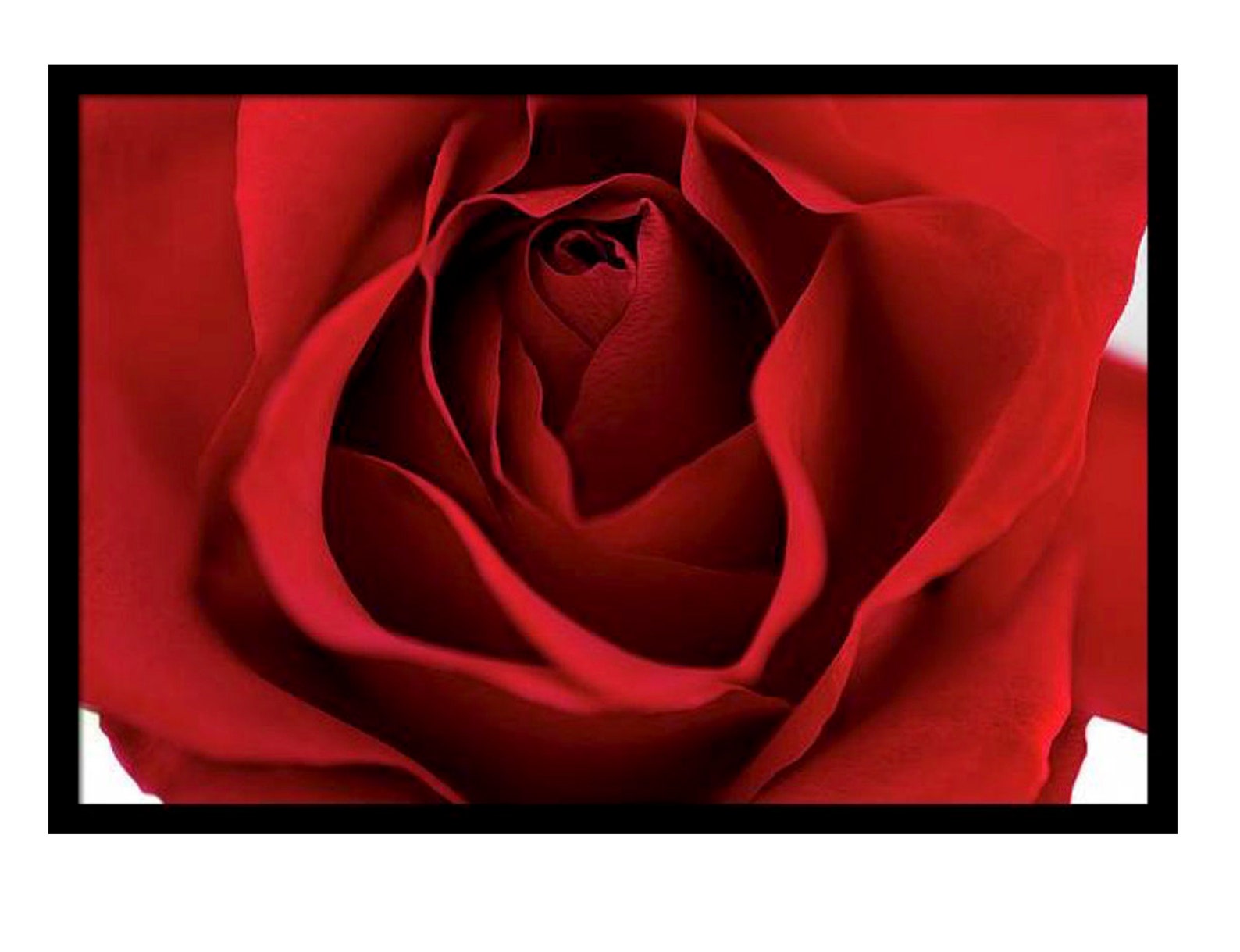 Macro Red Rose Photo Closeup Rose Fine Art Print Romantic Etsy