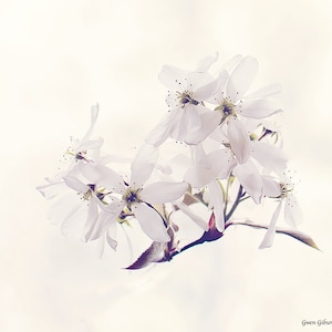 花のプリント、マクロ花、花木、木の花の写真、ハナミズキの写真プリント、夏の花、白いハナミズキ、花の花のプリント