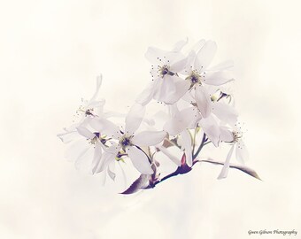 Stampa fiori, fiore macro, albero fiorito, foto fiore albero, stampa fotografica corniolo, fiori estivi, corniolo bianco, fioriture floreali stampa