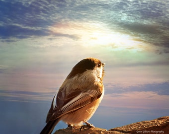 Chickadee Print, Vogelliebhaber Dekor, Chickadee Art, Chickadee Fotografie, Sonnenaufgang Wandkunst, Geschenk für Vogelliebhaber, Schwarze Mütze Chickadee, Kleiner Vogel